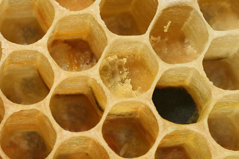 Datei:Honeycomb.jpg